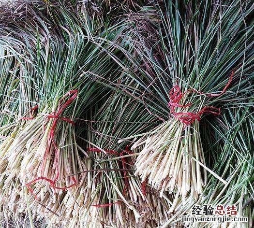 香茅是什么东西