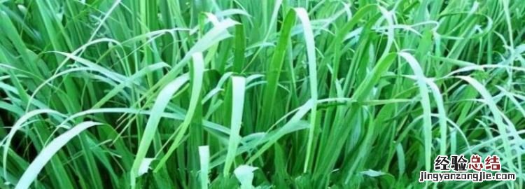 香茅是什么东西