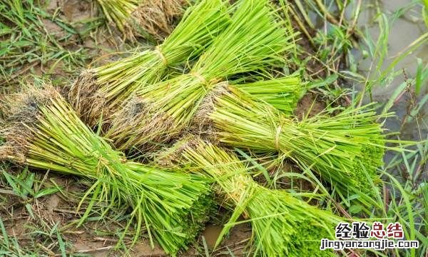 香茅是什么东西