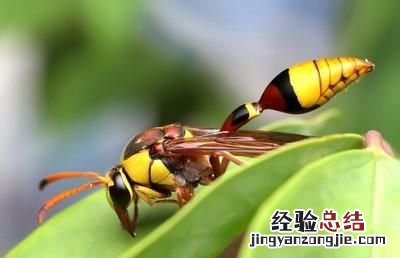 蜜蜂和黄蜂告诉我们什么道理 黄蜂和蜜蜂有什么区别图片