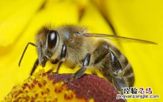 蜜蜂和黄蜂告诉我们什么道理 黄蜂和蜜蜂有什么区别图片