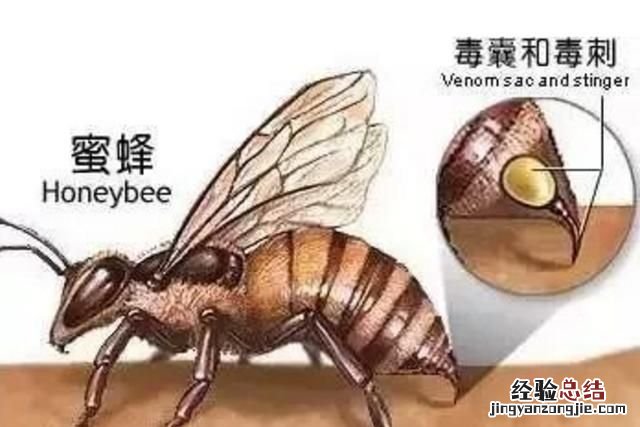 蜜蜂和黄蜂告诉我们什么道理 黄蜂和蜜蜂有什么区别图片