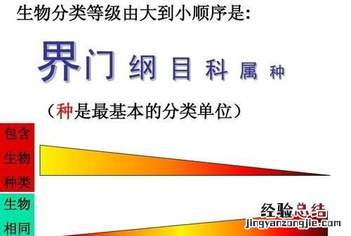 蜜蜂和黄蜂告诉我们什么道理 黄蜂和蜜蜂有什么区别图片