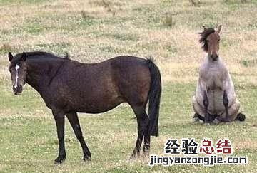 为什么好马不吃回头草答案 为什么好马不吃回头草的原因