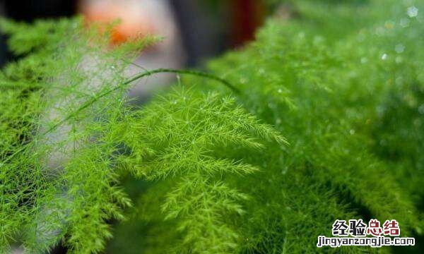 文竹的寓意