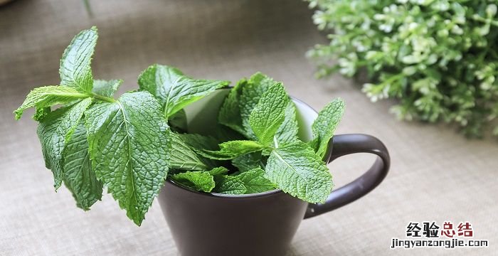 猫薄荷是什么东西
