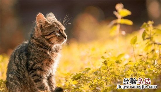 猫薄荷是什么东西
