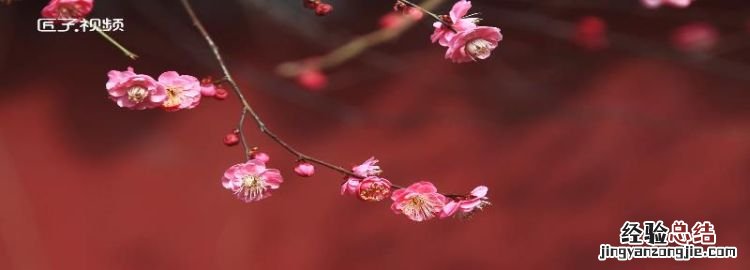 腊梅和梅花的区别是什么，腊梅花和迎春花有什么区别