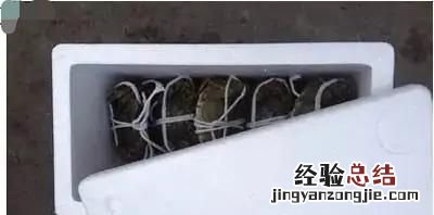 膏蟹怎么保存方法,螃蟹怎么快递才新鲜能保存多久