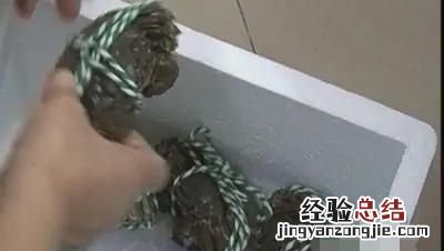膏蟹怎么保存方法,螃蟹怎么快递才新鲜能保存多久