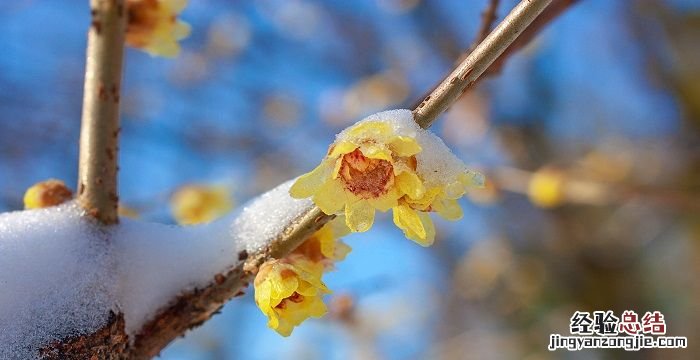 梅花是什么季节开的