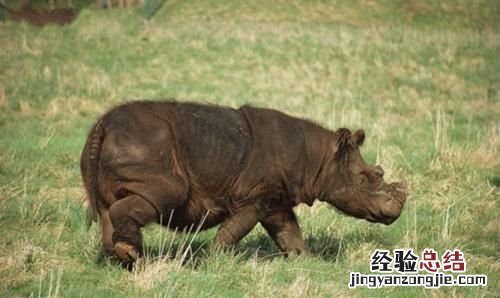 犀牛的 犀牛有几种