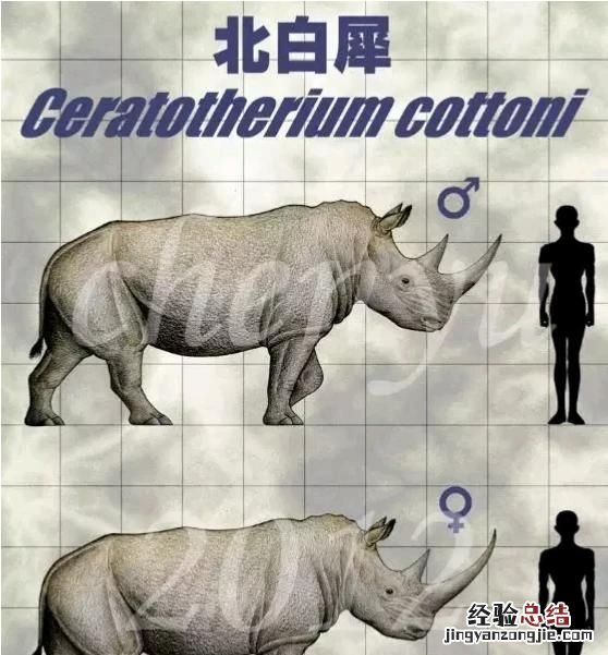 犀牛的 犀牛有几种