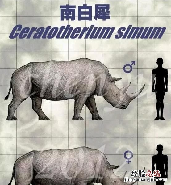 犀牛的 犀牛有几种