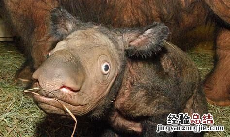 犀牛的 犀牛有几种