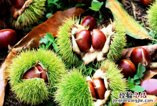 煮栗子需要多长时间