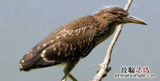 夜游鸟是几级保护动物，夜露鸟是几级保护动物