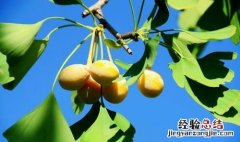 银杏果有什么功效?吃银杏果要注意什么呢