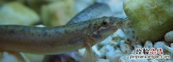 泥鳅吃什么食物，金色泥鳅吃什么