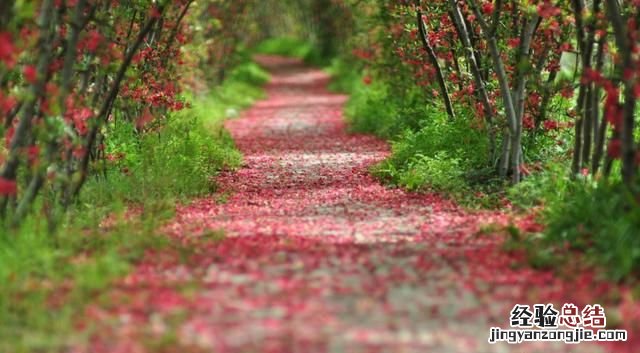 你如何理解“落红不是无情物，化作春泥更护花”这句诗真正的含义