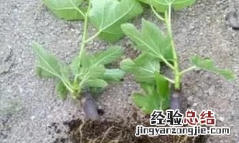 无花果怎么养才长得好