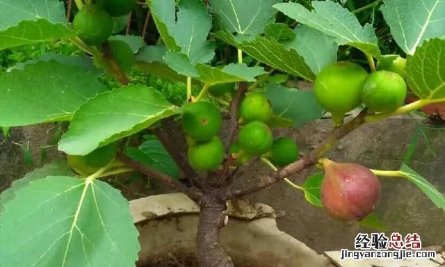 无花果怎么养才长得好