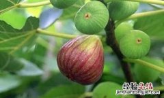 无花果怎么养才长得好