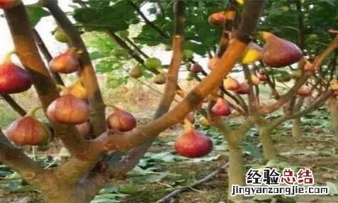 无花果怎么养才长得好