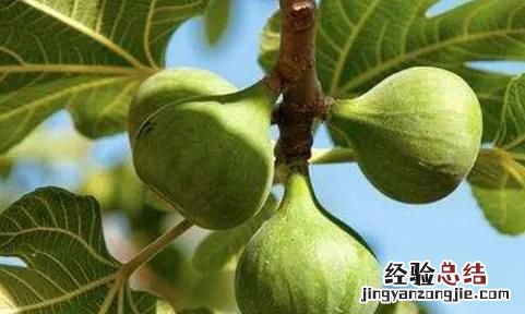 无花果怎么养才长得好