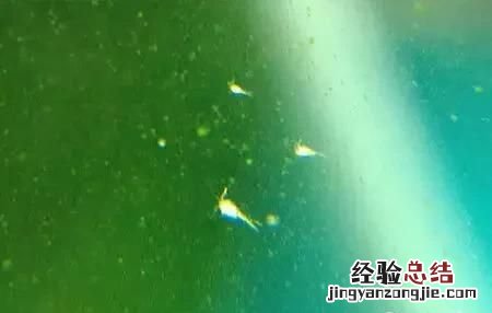 金鱼可以喂什么食物