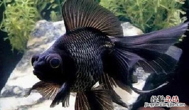 金鱼可以喂什么食物