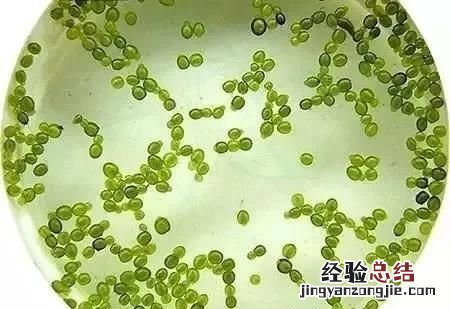 金鱼可以喂什么食物