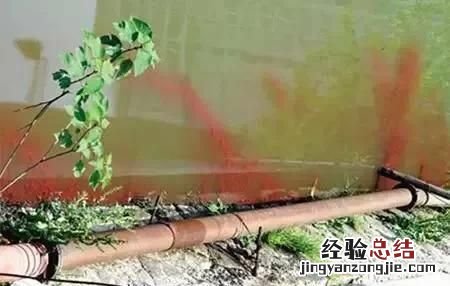 金鱼可以喂什么食物