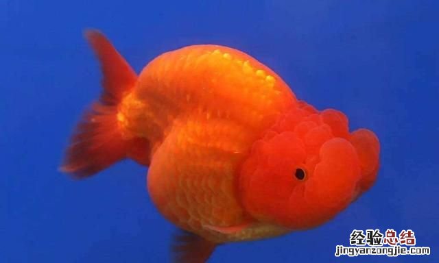 金鱼可以喂什么食物