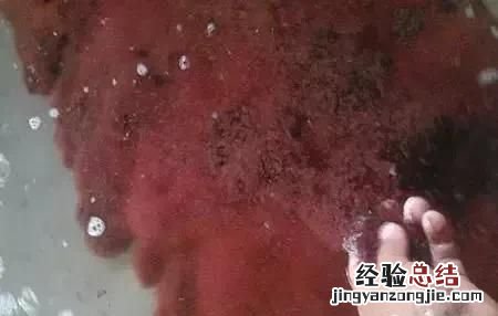 金鱼可以喂什么食物