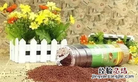 金鱼可以喂什么食物