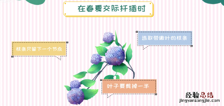 绣球花的扦插方法