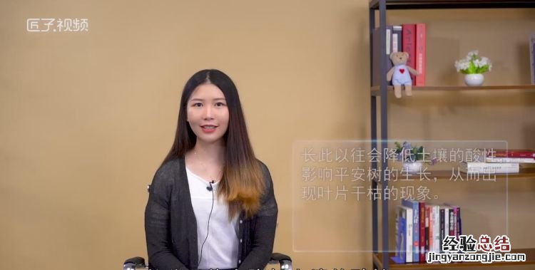 平安树叶子干枯是怎么回事，冬天平安树叶子干枯是怎么回事