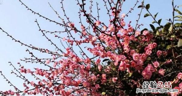 梅花的特点是什么