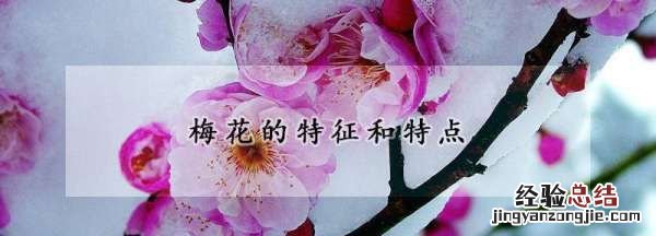 梅花的特点是什么