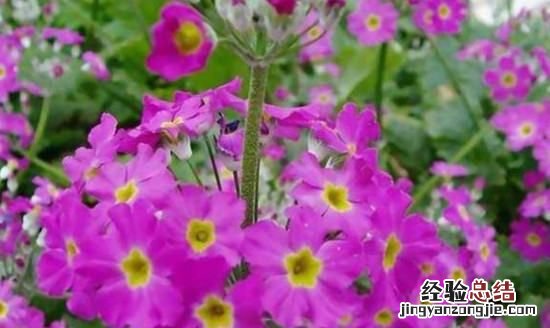 樱花的花语是什么,樱花草的花语是什么