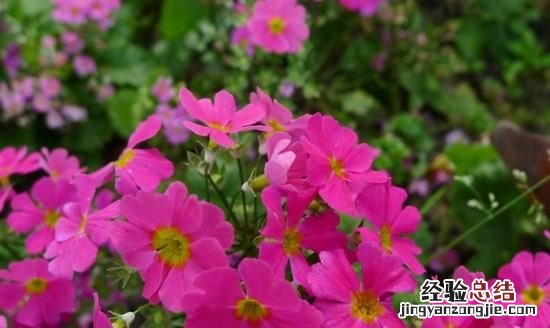 樱花的花语是什么,樱花草的花语是什么