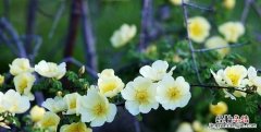 棠棣花的象征意义