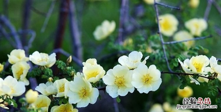 棠棣花的象征意义