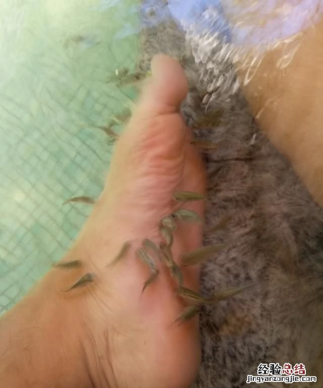 煎鱼能杀死寄生虫吗