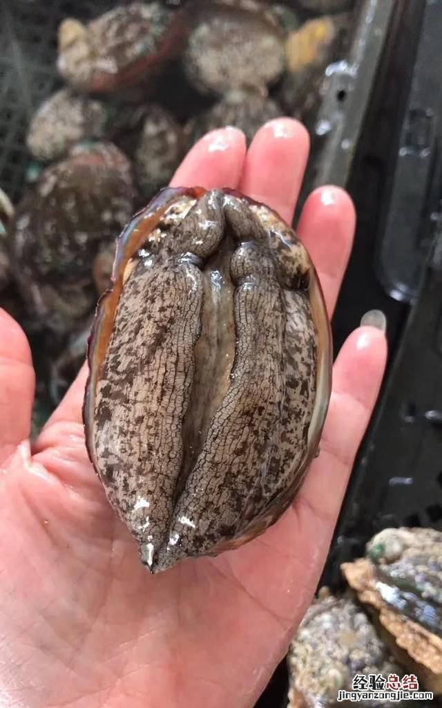 鲅鱼是海鲜,有烟台的朋友下现在1米多长的鲅鱼大概得多少钱在网上查了下没有查到