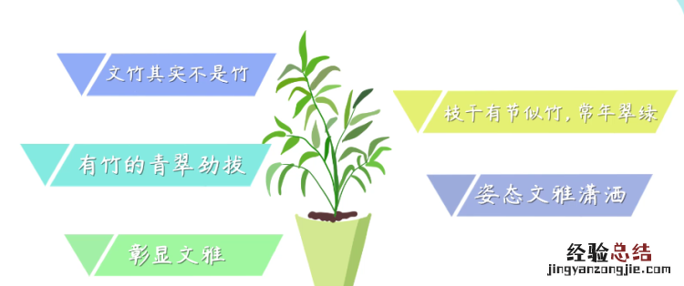 文竹花语，爱情之花语句