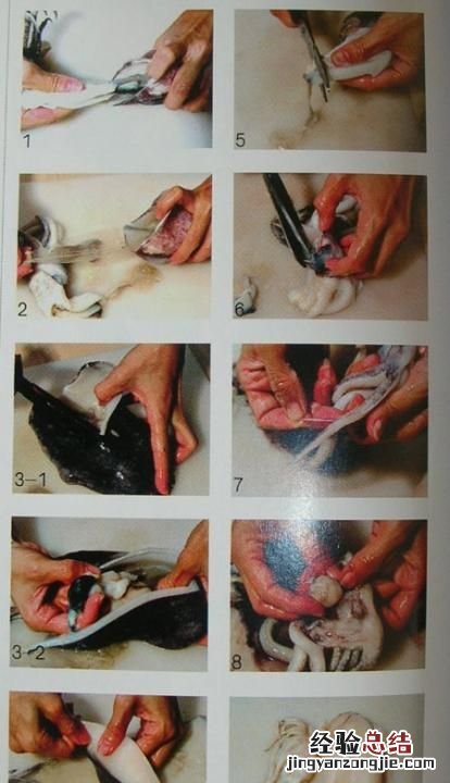 鱿鱼可以不用去皮么 鱿鱼可以不去皮吗