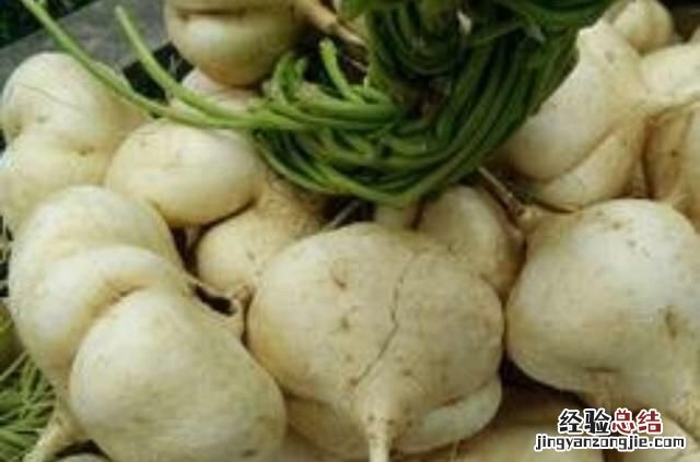 地瓜粉条和红薯粉条的区别 地瓜和红薯有什么区别