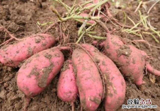 地瓜粉条和红薯粉条的区别 地瓜和红薯有什么区别